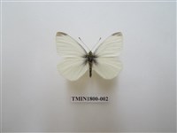 藏品(粉蝶科)的圖片